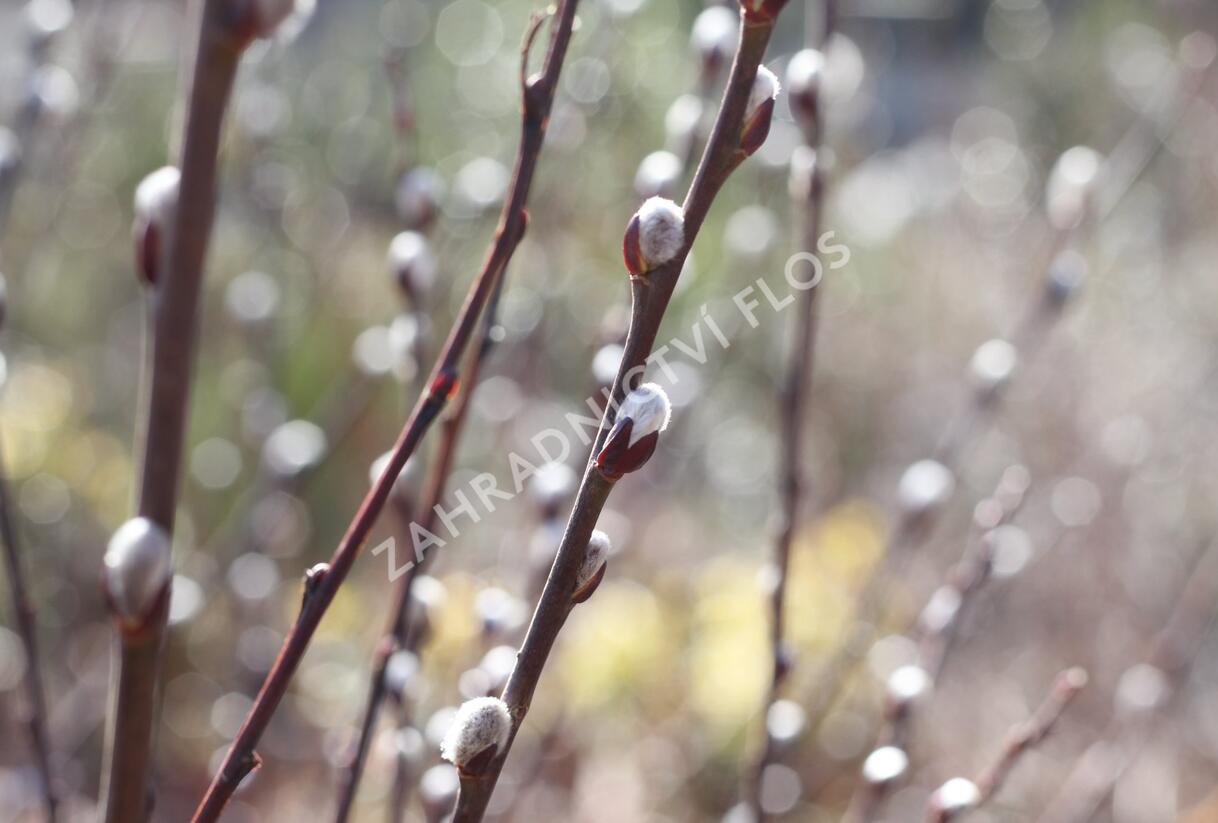 Vrba ušatá - Salix aurita