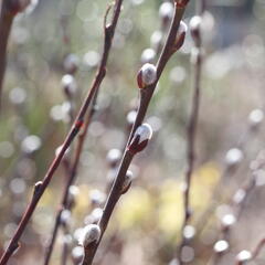 Vrba ušatá - Salix aurita