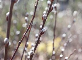 Vrba ušatá - Salix aurita