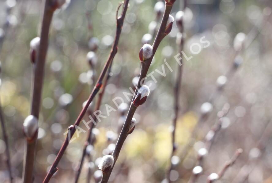 Vrba ušatá - Salix aurita