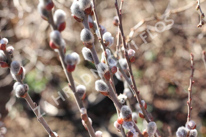Vrba popelavá - Salix cinerea
