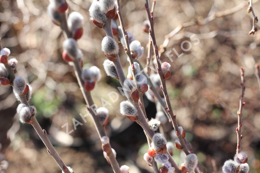 Vrba popelavá - Salix cinerea