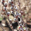 Vrba popelavá - Salix cinerea