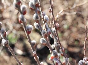 Vrba popelavá - Salix cinerea