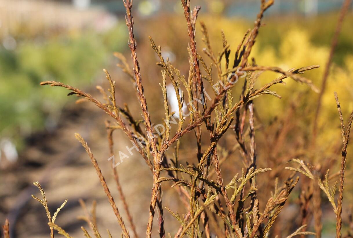 Túje, zerav západní 'Ohlendorfii' - Thuja occidentalis 'Ohlendorfii'