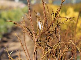 Túje, zerav západní 'Ohlendorfii' - Thuja occidentalis 'Ohlendorfii'