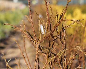 Túje, zerav západní 'Ohlendorfii'