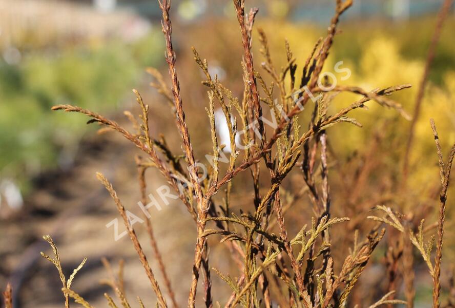 Túje, zerav západní 'Ohlendorfii' - Thuja occidentalis 'Ohlendorfii'