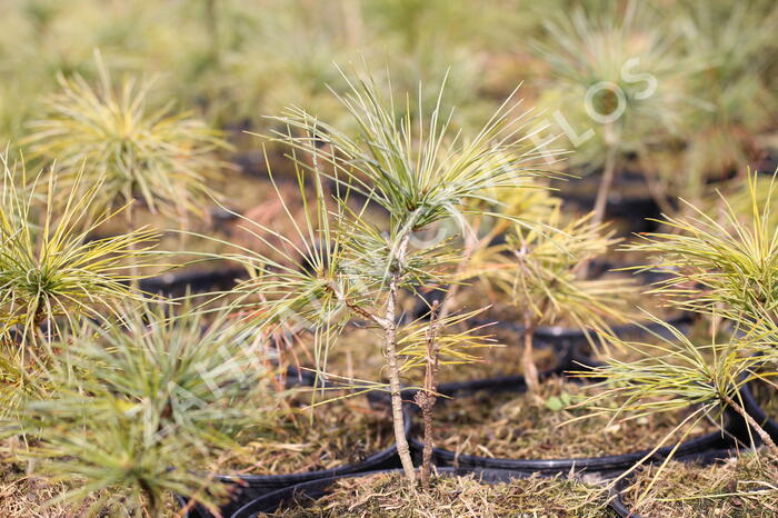 Borovice Armandova - Pinus armandii