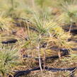 Borovice Armandova - Pinus armandii