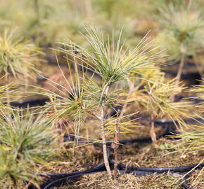 Borovice Armandova - Pinus armandii