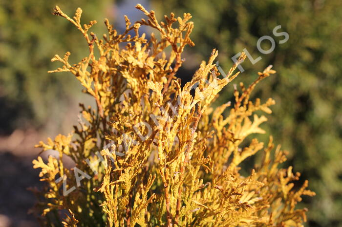 Zerav západní 'Golden Anne' - Thuja occidentalis 'Golden Anne'