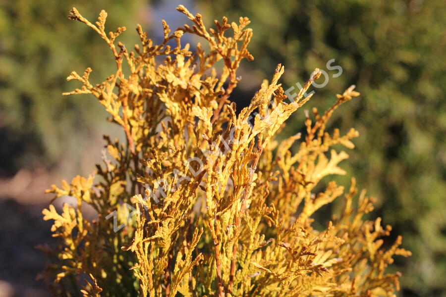 Zerav západní 'Golden Anne' - Thuja occidentalis 'Golden Anne'