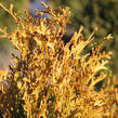 Zerav západní 'Golden Anne' - Thuja occidentalis 'Golden Anne'