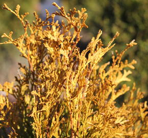Zerav západní 'Golden Anne' - Thuja occidentalis 'Golden Anne'