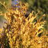 zerav-zapadni-golden-anne.jpg
