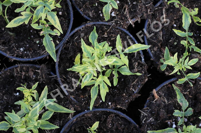 Lilek jasmínovitý 'Variegata' - Solanum jasminoides 'Variegata'