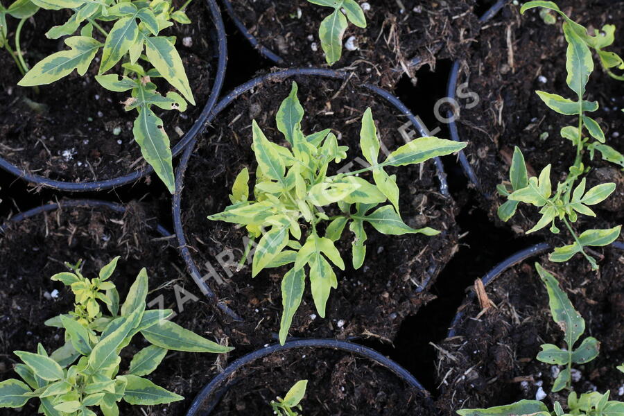 Lilek jasmínovitý 'Variegata' - Solanum jasminoides 'Variegata'