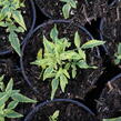 Lilek jasmínovitý 'Variegata' - Solanum jasminoides 'Variegata'