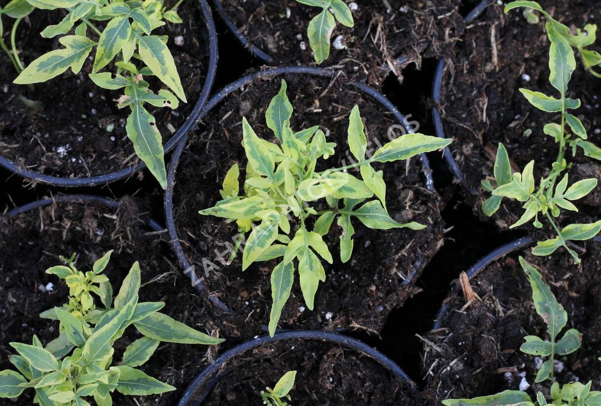 Lilek jasmínovitý 'Variegata' - Solanum jasminoides 'Variegata'