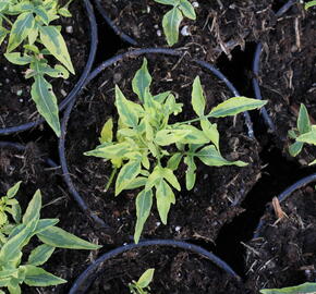 Lilek jasmínovitý 'Variegata' - Solanum jasminoides 'Variegata'