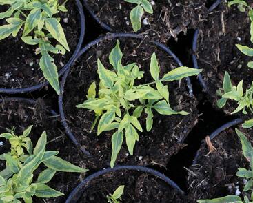 Lilek jasmínovitý 'Variegata'