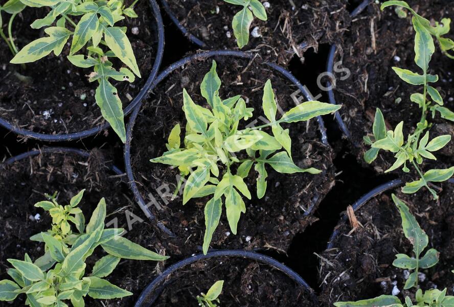 Lilek jasmínovitý 'Variegata' - Solanum jasminoides 'Variegata'