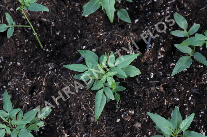 Lilek jasmínovitý 'Early White' - Solanum jasminoides 'Early White'