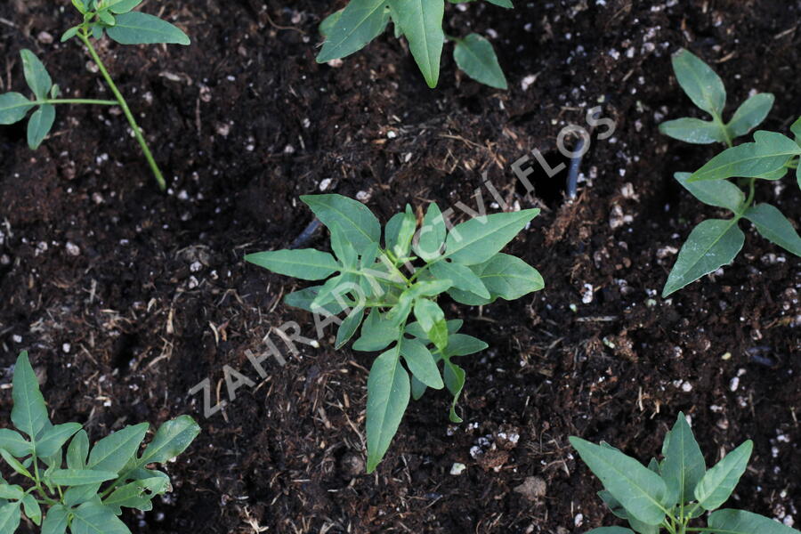 Lilek jasmínovitý 'Early White' - Solanum jasminoides 'Early White'