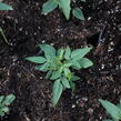 Lilek jasmínovitý 'Early White' - Solanum jasminoides 'Early White'