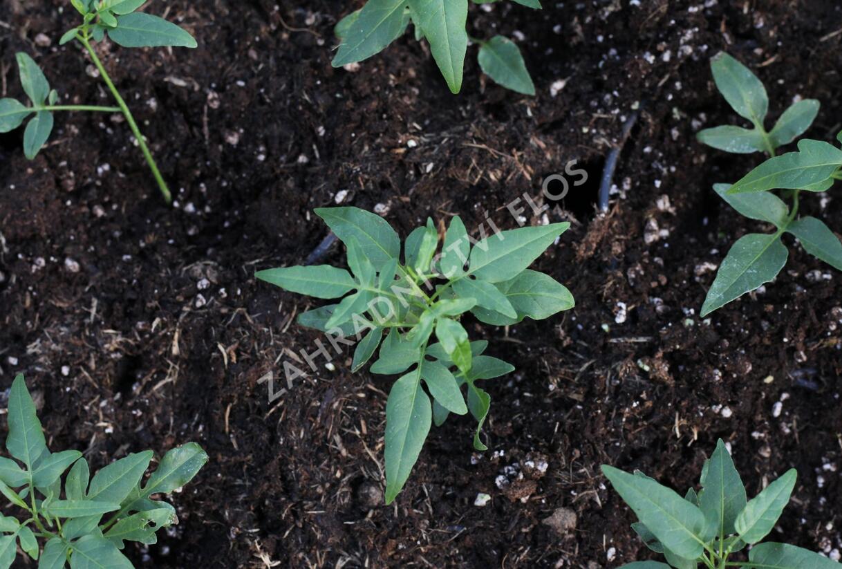 Lilek jasmínovitý 'Early White' - Solanum jasminoides 'Early White'