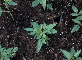 Lilek jasmínovitý 'Early White' - Solanum jasminoides 'Early White'