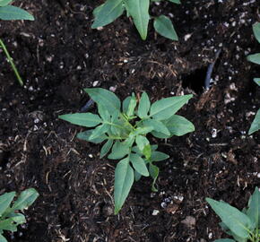 Lilek jasmínovitý 'Early White' - Solanum jasminoides 'Early White'