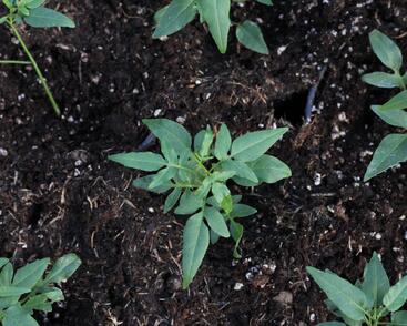 Lilek jasmínovitý 'Early White'