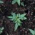 lilek-jasminovity-early-white.jpg