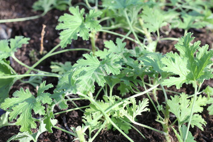 Muškát, pelargonie vonná 'Citriodorum' - Pelargonium graveolens 'Citriodorum'