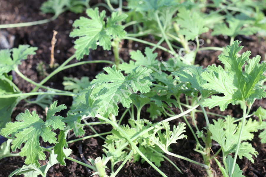Muškát, pelargonie vonná 'Citriodorum' - Pelargonium graveolens 'Citriodorum'