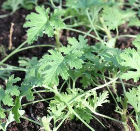 Muškát, pelargonie vonná 'Citriodorum' - Pelargonium graveolens 'Citriodorum'