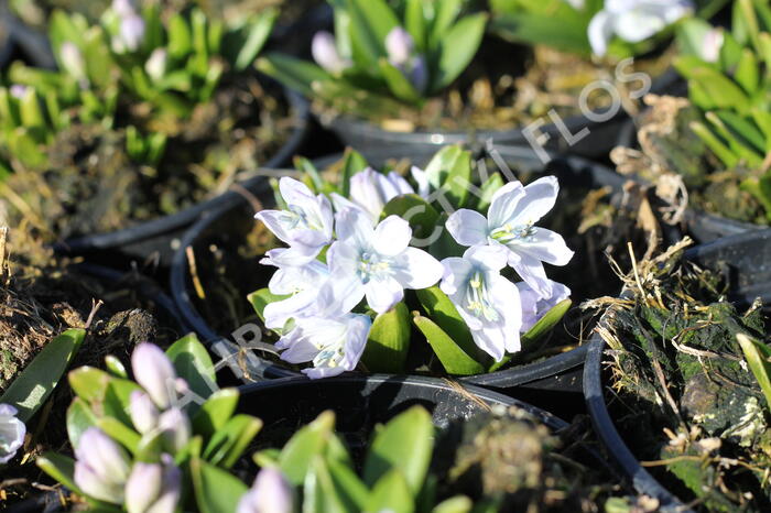 Ladoňka bleděmodrá - Scilla mischtschenkoana