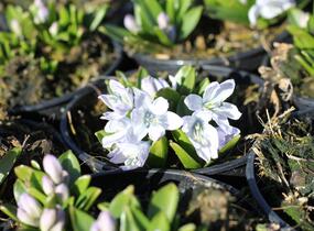 Ladoňka bleděmodrá - Scilla mischtschenkoana