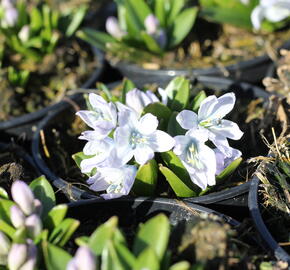 Ladoňka bleděmodrá - Scilla mischtschenkoana