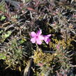 Plamenka šídlovitá 'Spring Light Pink' - Phlox subulata 'Spring Light Pink'