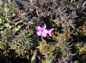 Plamenka šídlovitá 'Spring Light Pink' - Phlox subulata 'Spring Light Pink'