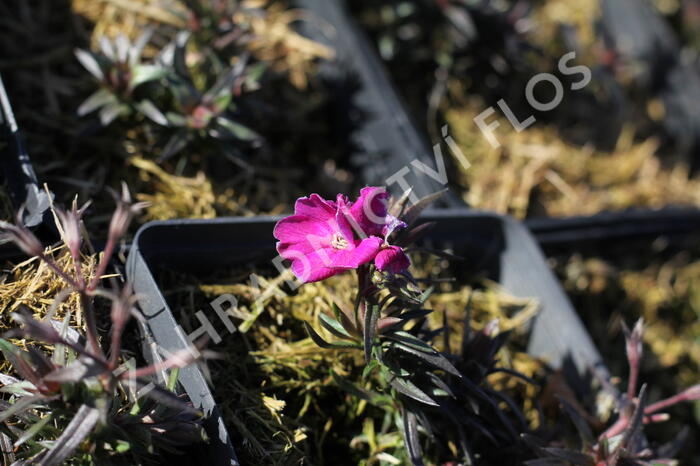 Plamenka šídlovitá 'Spring Hot Pink' - Phlox subulata 'Spring Hot Pink'