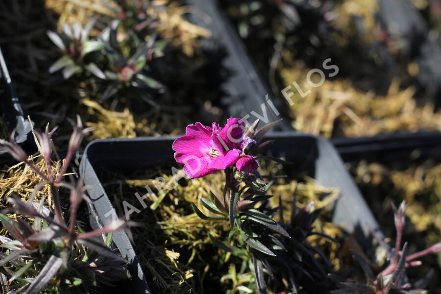 Plamenka šídlovitá 'Spring Hot Pink' - Phlox subulata 'Spring Hot Pink'