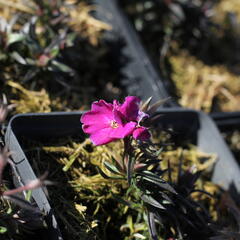 Plamenka šídlovitá 'Spring Hot Pink' - Phlox subulata 'Spring Hot Pink'