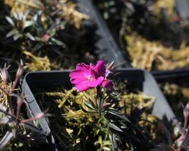 Plamenka šídlovitá 'Spring Hot Pink'