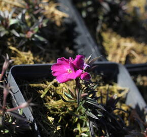 Plamenka šídlovitá 'Spring Hot Pink' - Phlox subulata 'Spring Hot Pink'