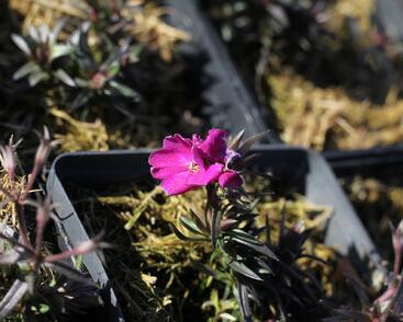 Plamenka šídlovitá 'Spring Hot Pink'