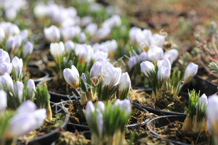 Krokus, šafrán zlatý 'Blue Pearl' - Crocus chrysanthus 'Blue Pearl'